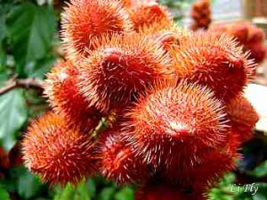 L'urucum ou roucou, rocou bio