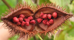 Urucum anti-oxydant pour la peau