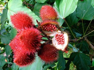 Urucum très riche en caroténoïdes