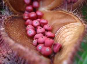 L’Urucum pour la peau : Produit solaire au naturel