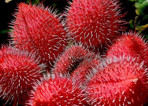 urucum-bio-antioxydant-naturel-puissant-roucou-huile-solaire-bronzage-graines-poudre-soleil (25) Urucum antioxydant naturel pour la peau