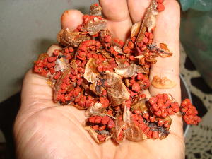 urucum-bio-antioxydant-naturel-puissant-roucou-huile-solaire-bronzage-graines-poudre-soleil (32) Urucum bio