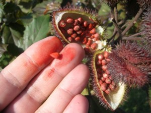 L'urucum : une plante pour préparer sa peau au soleil