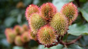 urucum-bio-antioxydant-naturel-puissant-roucou-huile-solaire-bronzage-graines-poudre-soleil (49) Bixa orellana (URUCUM) antioxydant pour la peau