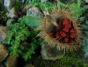 Roucou Urucum bio