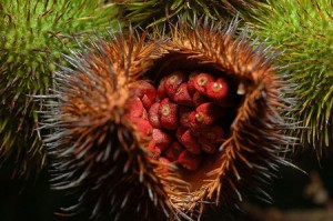 Roucou Urucum