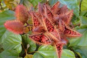 Le fruit du roucou est un antioxydant et un anticancer pour la peau